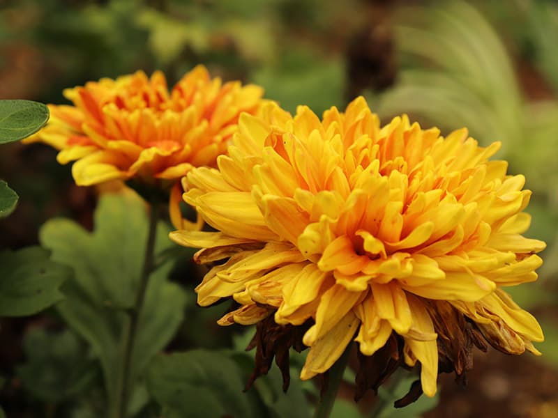 Chrysanthemum Yellow Flowers