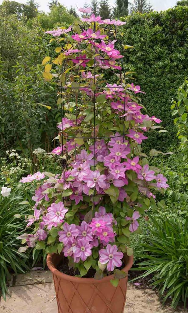 Clematis Climbing Plants