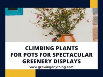 Climbing Plants For Pots