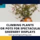 Climbing Plants For Pots