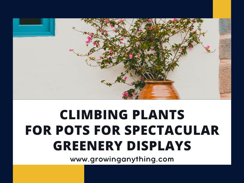 25 Climbing Plants For Pots For Spectacular Greenery Displays