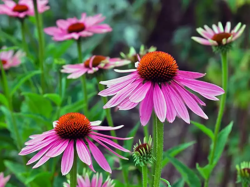 Coneflower Echinacea Angustifolia