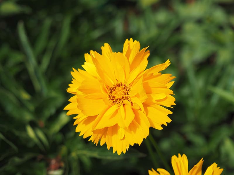 Coreopsis Yellow Flowers