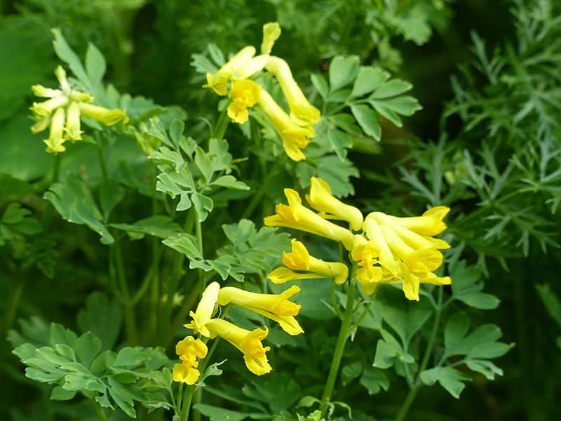 Corydalis Yellow Flowers