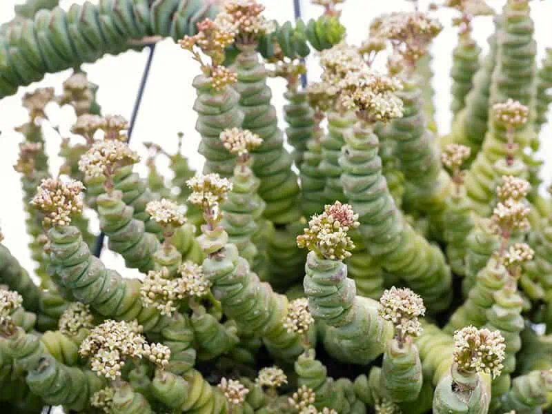 Crassula Marnieriana