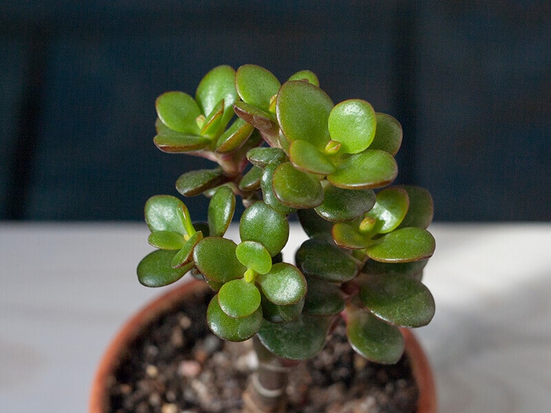 Crassula Ovata Crosby Compact