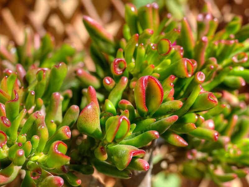 Crassula Ovata Gollum