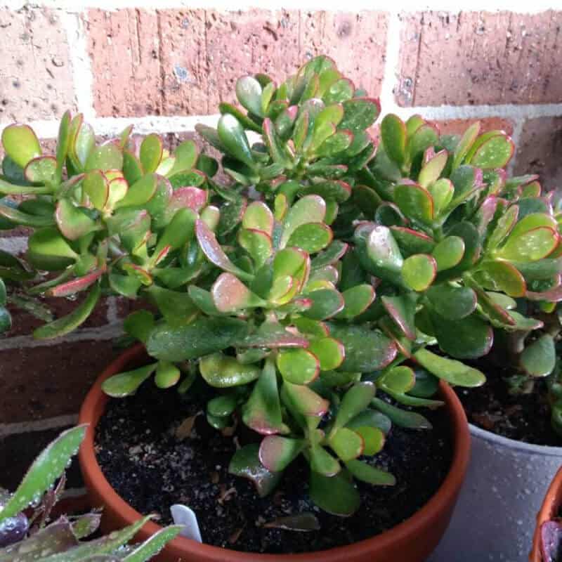 Crassula Ovata Harbour Lights