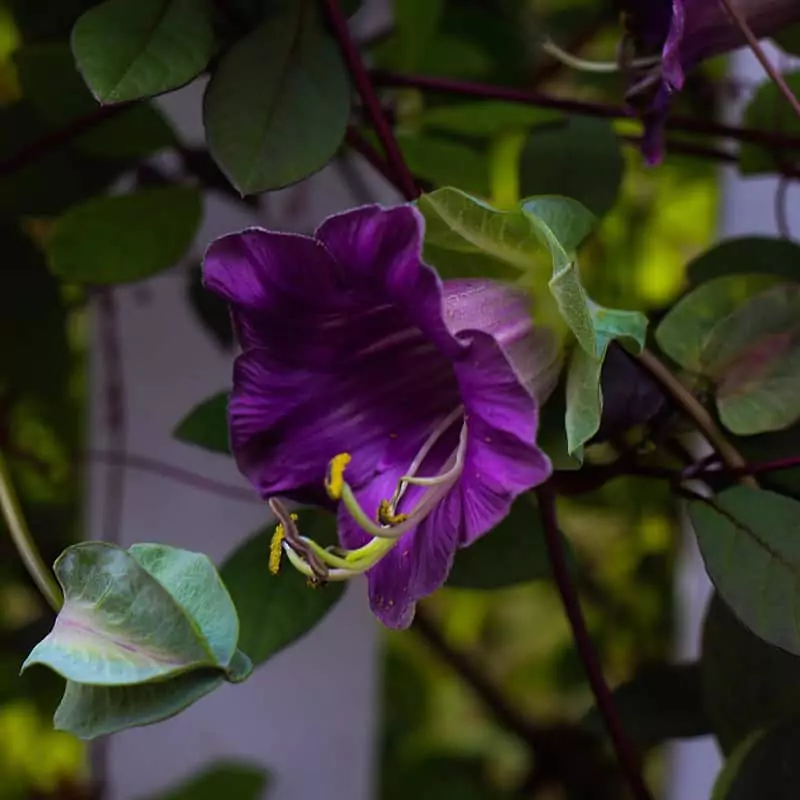 Cup and Saucer Vine