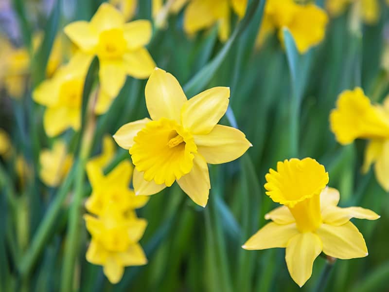 Daffodil Yellow Flowers