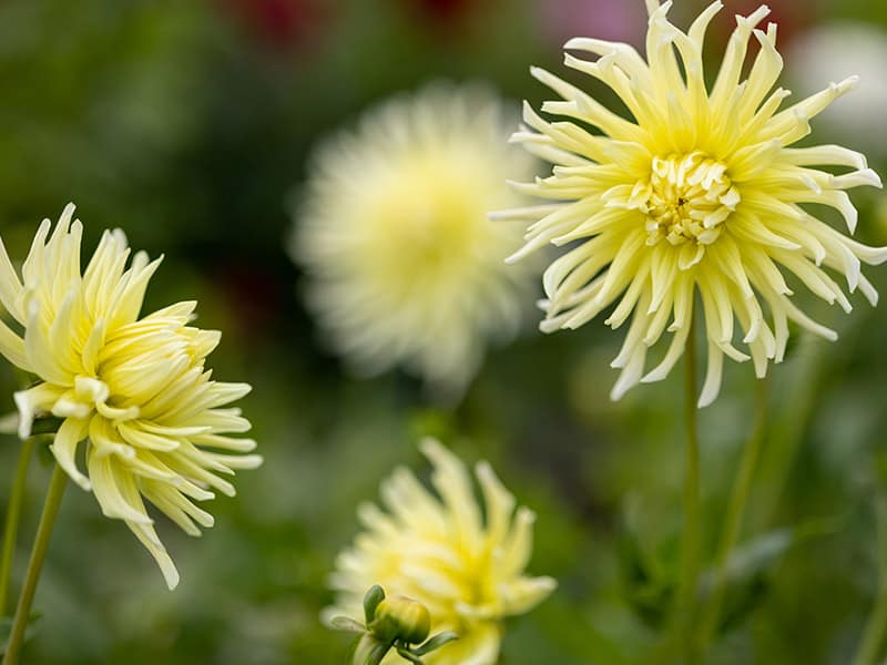 Dahlia Yellow Flowers