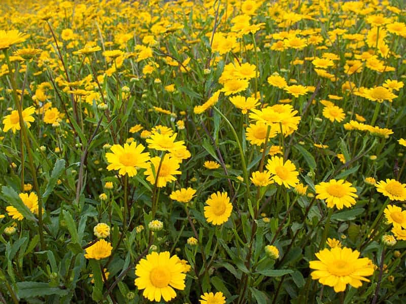 Daisy Yellow Flowers