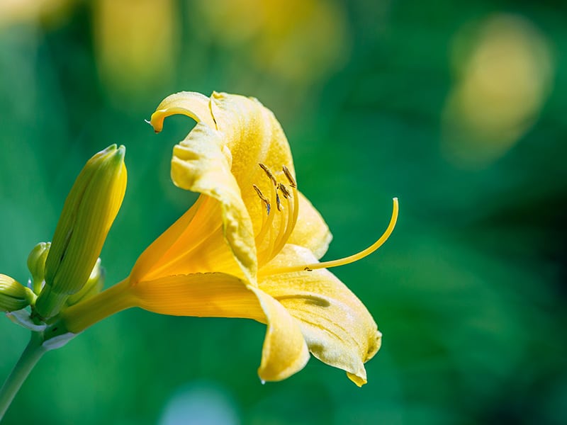 Daylily Yellow Flowers