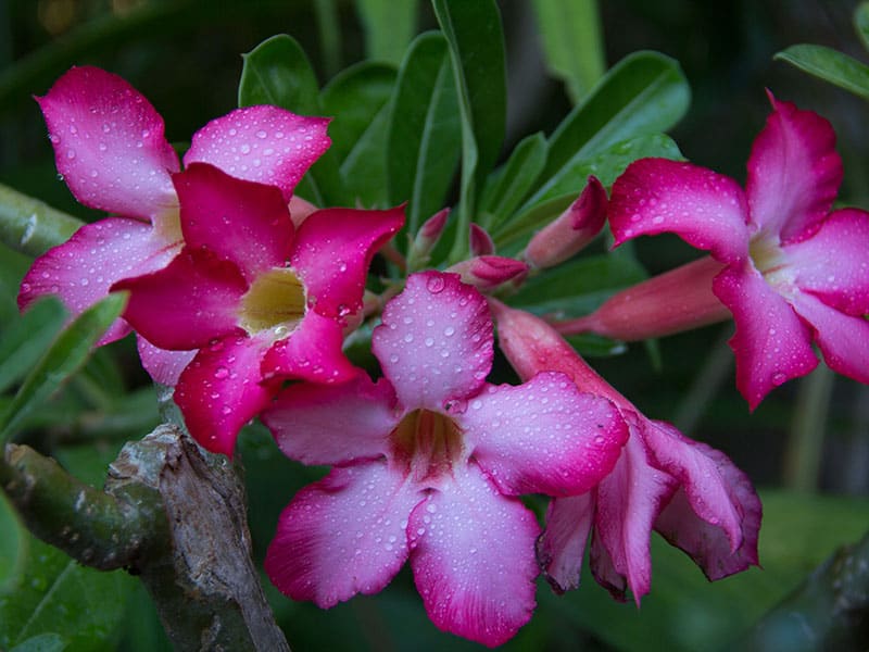 Desert Rose