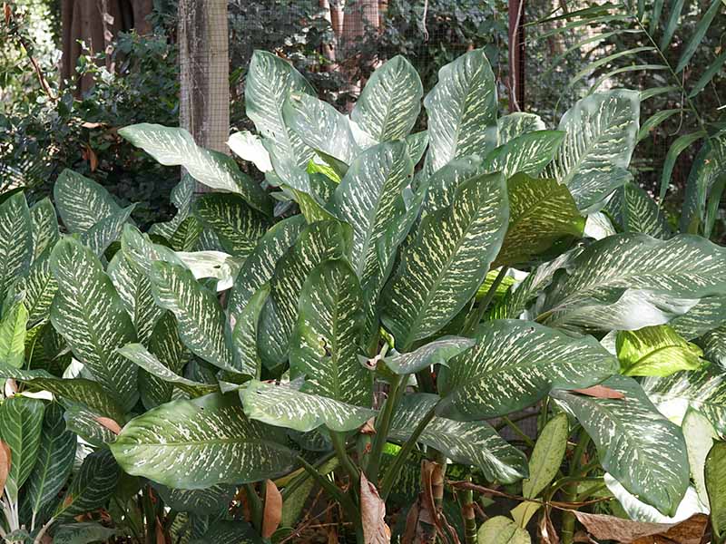 Dumbcane Leaves Plants