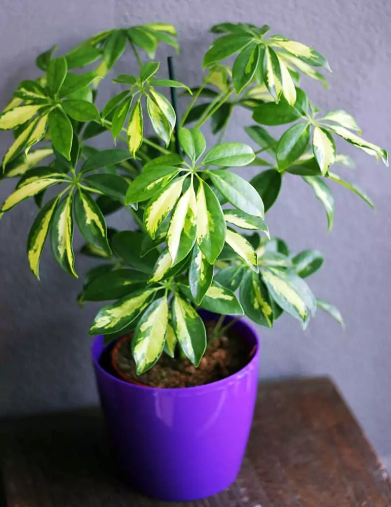 Dwarf Umbrella Plant