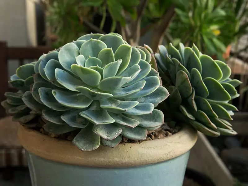 Echeveria Imbricata