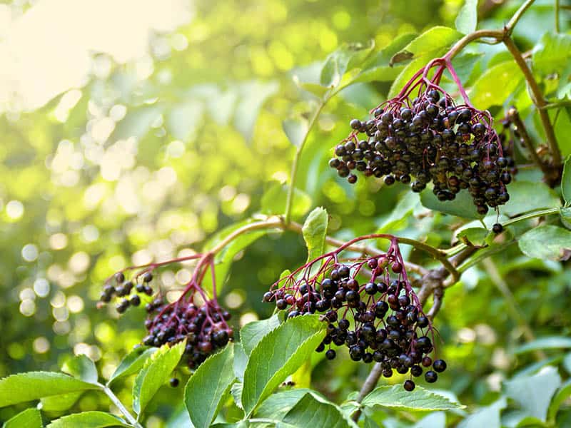 Elderberry Balcony Plants