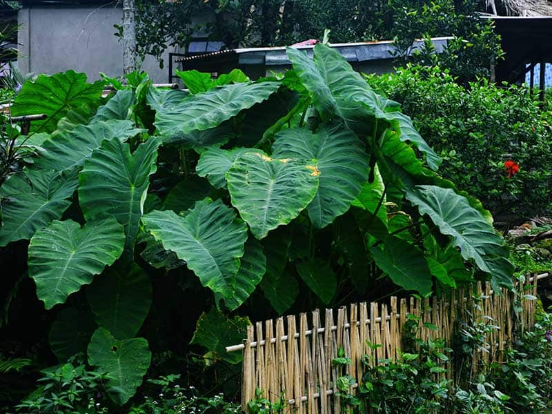 Elephant Ears