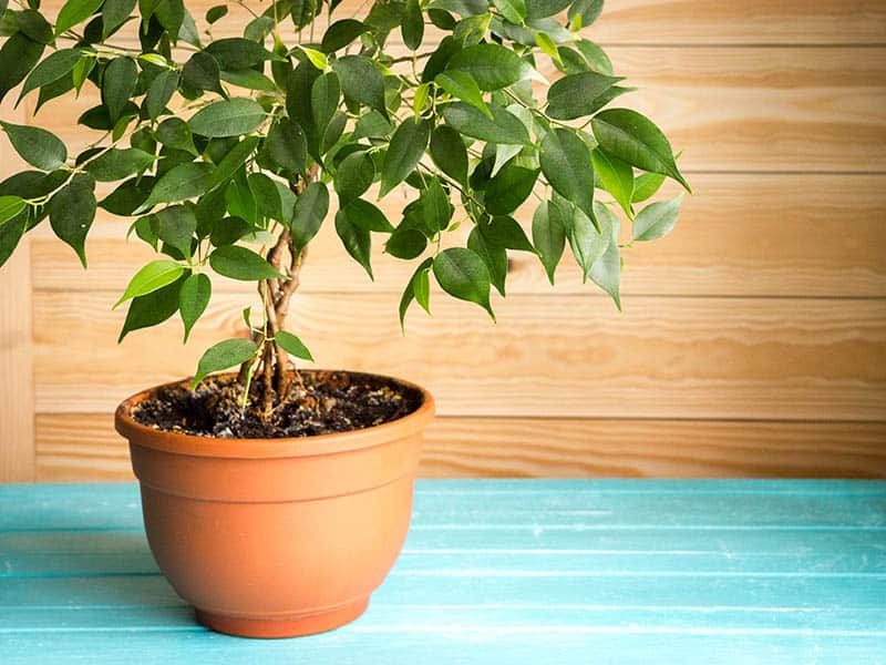 Ficus Benjamina