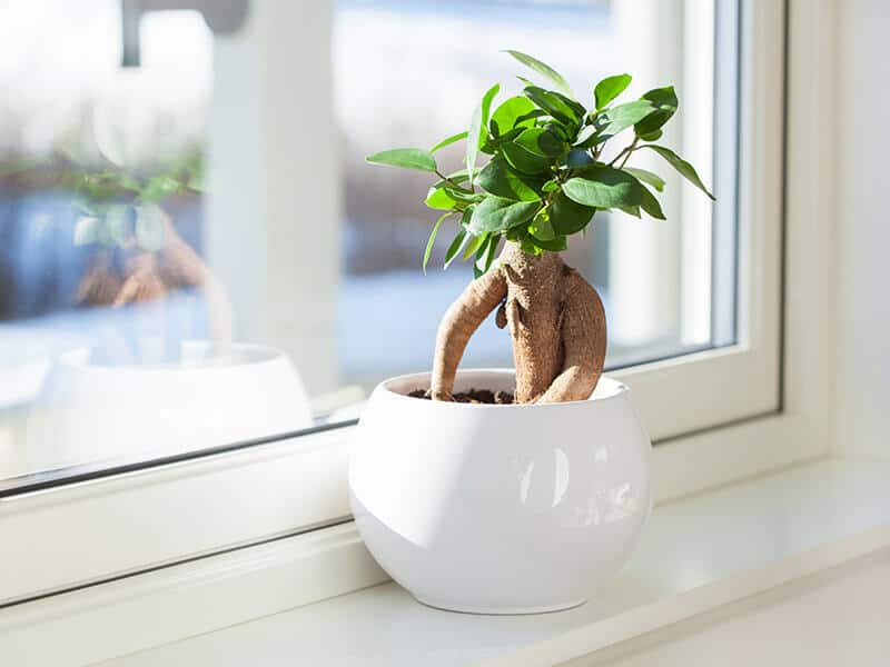 Ficus Ginseng