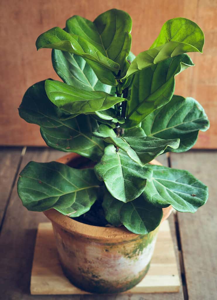 Fiddle Leaf Fig