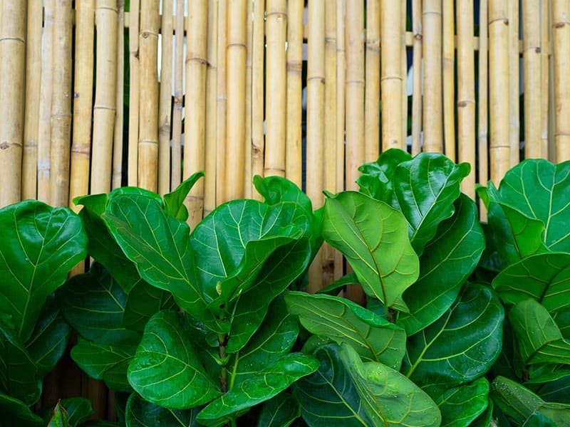 Fiddle Leaf Fig