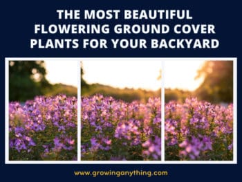 Flowering Ground Cover Plants