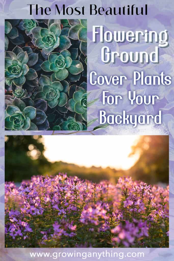 Flowering Ground Cover Plants