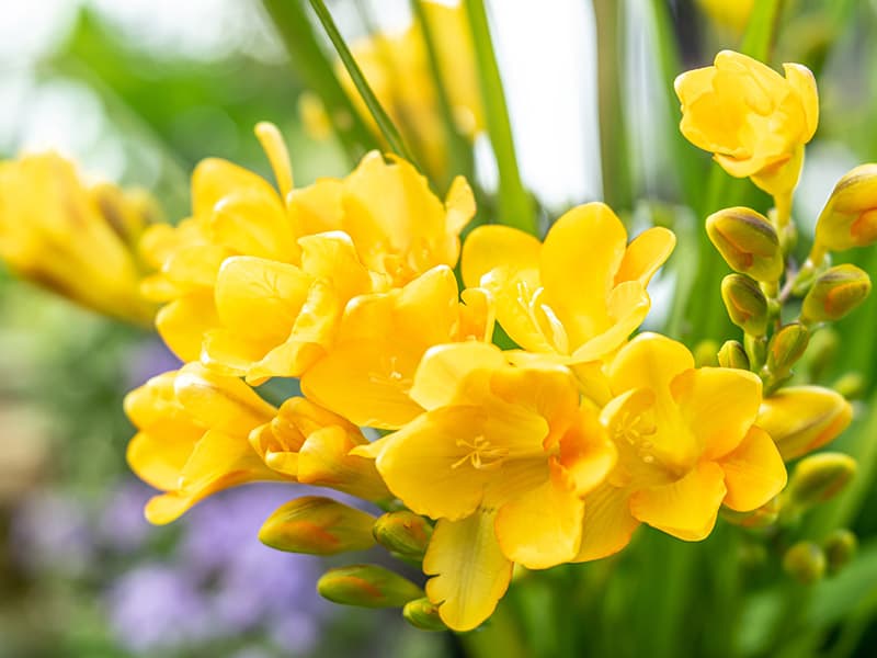 Freesia Yellow Flowers