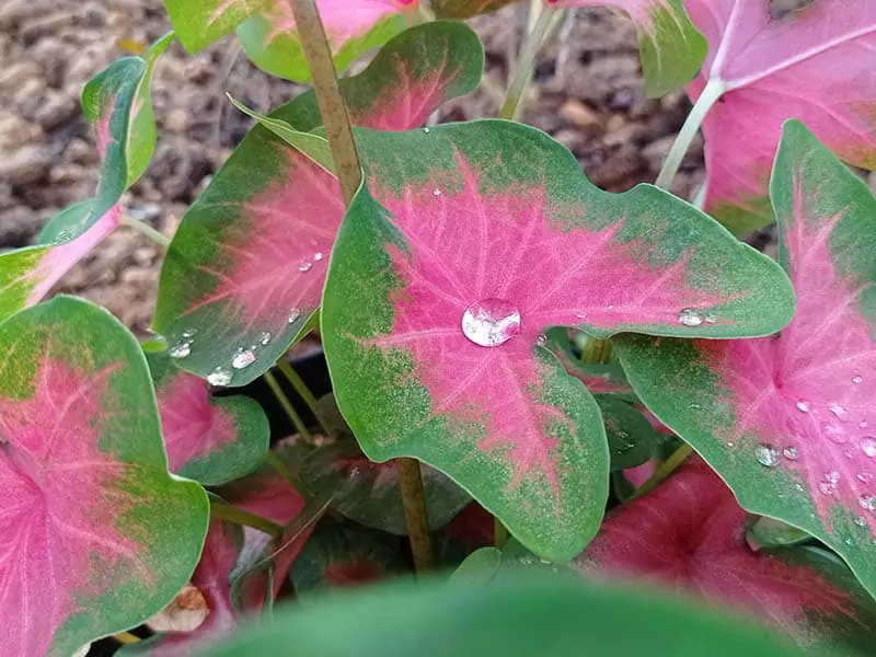 Freid Hemple Caladium