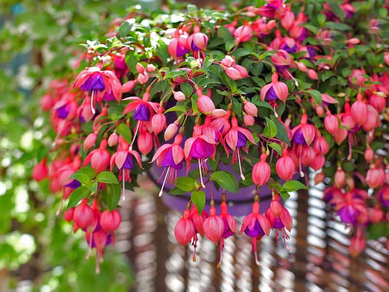 Fuchsia Balcony Plants