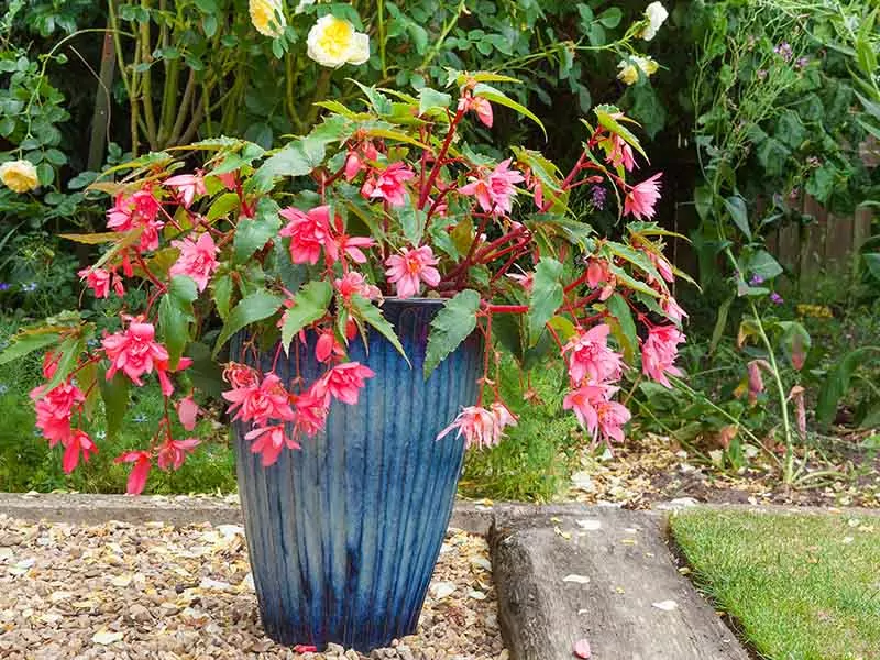 Fuchsia Climbing Plants