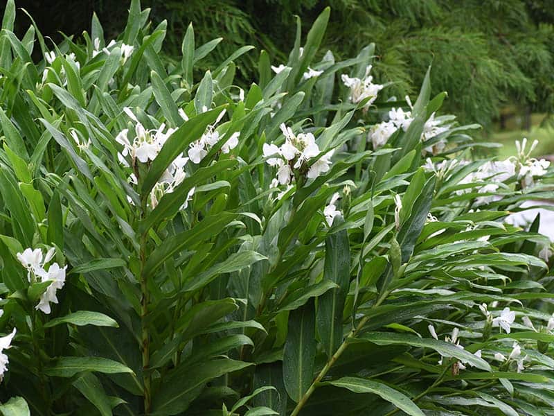 Garland Lily