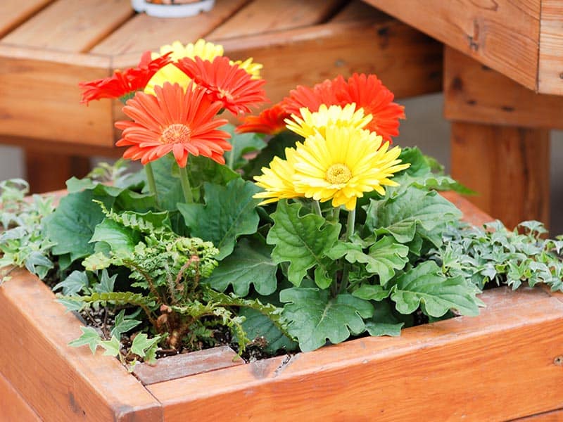 Gerbera Daisy