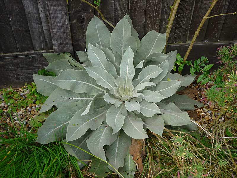 Giant Silver Mullein