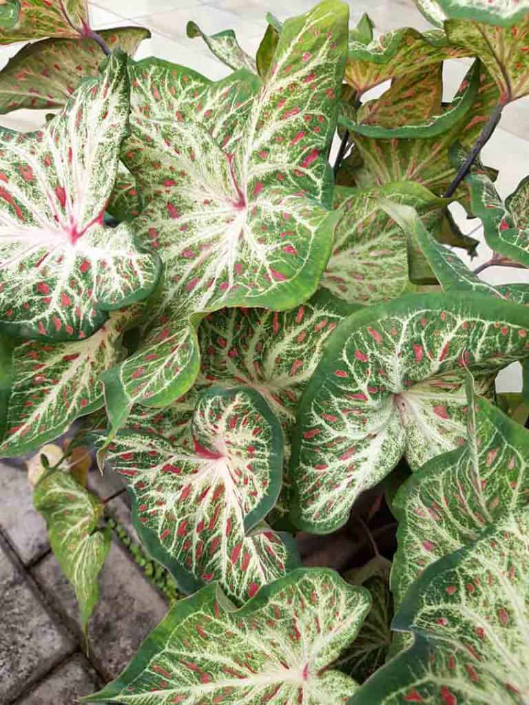 Gingerland Caladium