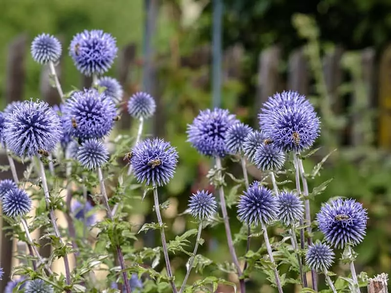 Globe Thistles