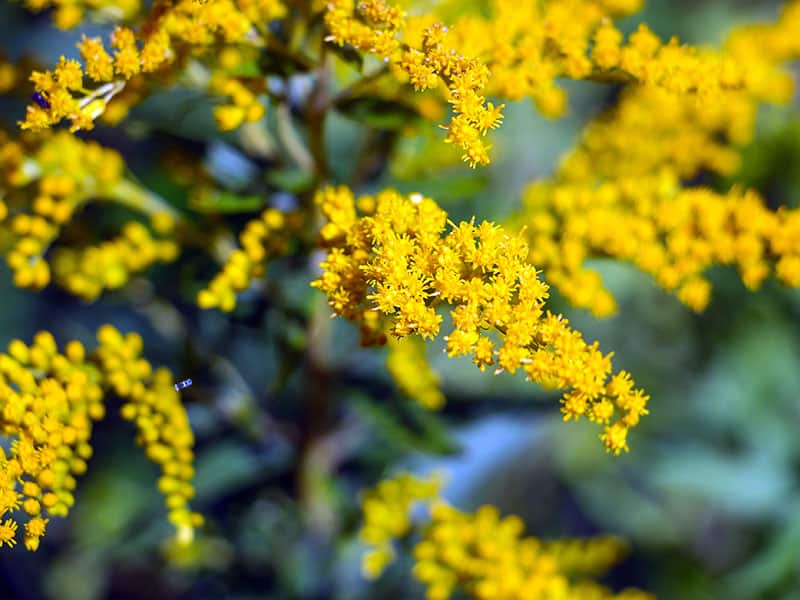 Goldenrod Yellow Flowers