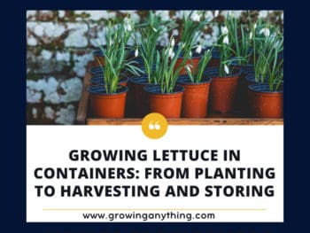 Growing Lettuce In Containers