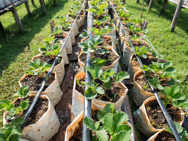 Growing Strawberries Plastic Bags