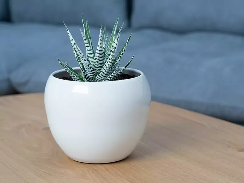 Haworthia Fasciata Alba