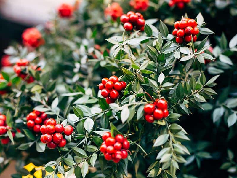 Holly Balcony Plants