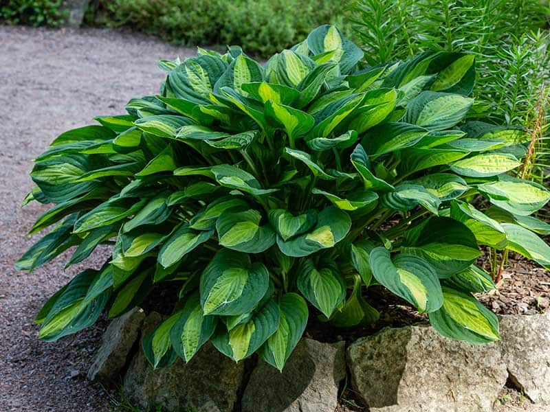 Hostas Leaves Plants