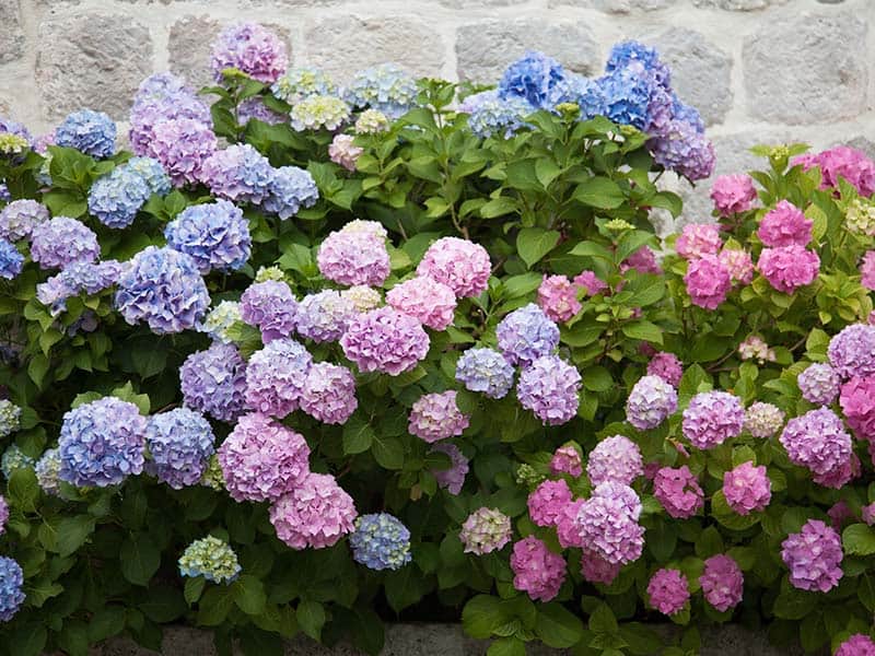 Hydrange Balcony Plants