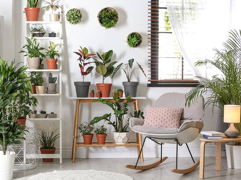 Indoor Plant Shelves