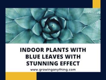 Indoor Plants With Blue Leaves