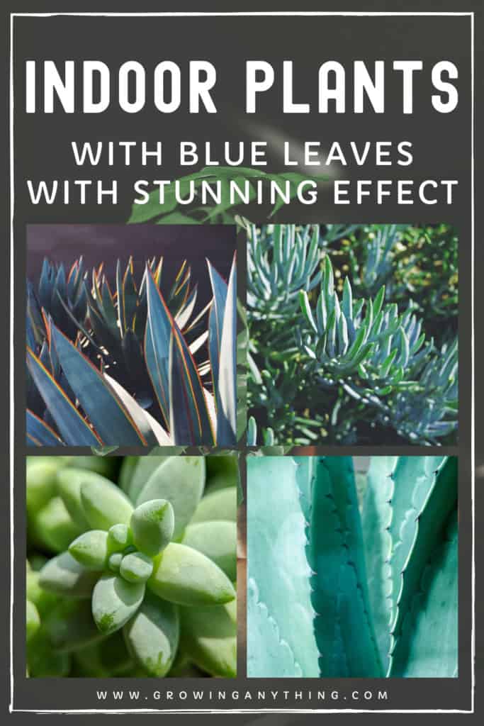 Indoor Plants With Blue Leaves