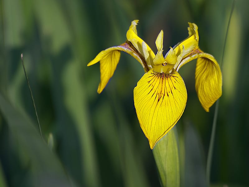 Iris Yellow Flowers