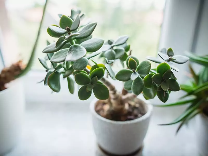 Jade Plant